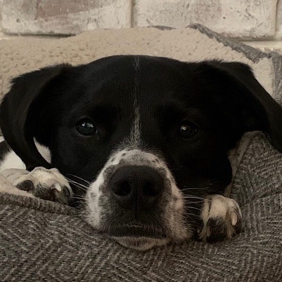 Meet your Posher, Joseph - Picture 1 of 1